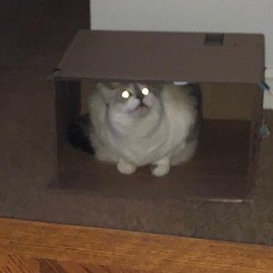 Meet your Posher, Allen